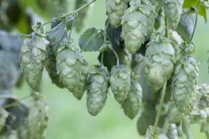 Humulus lupulus 'Nordbrau' (Northern Brew)