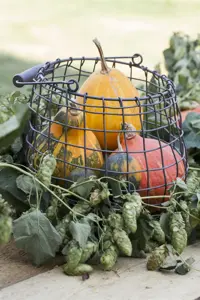 Humulus lupulus 'Prima Donna' - 2 Ltr pot - image 1