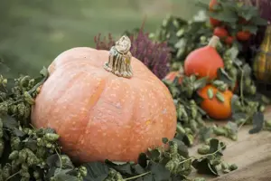 Humulus lupulus 'Prima Donna' - 2 Ltr pot - image 4