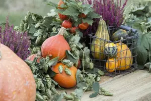 Humulus lupulus 'Prima Donna' - 2 Ltr pot - image 5