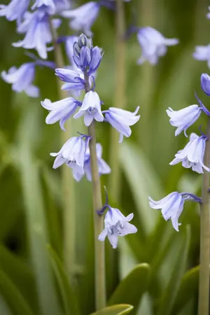 Hyacinthoides hisp. 'Dainty Maid' - 2 Ltr pot - image 1
