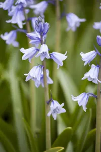 Hyacinthoides hisp. 'Dainty Maid'
