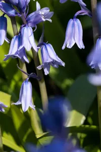 Hyacinthoides hisp. 'Dainty Maid' - 2 Ltr pot - image 5