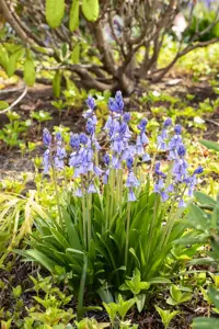 Hyacinthoides hisp. 'Dark Excelsior' - 2 Ltr pot - image 2