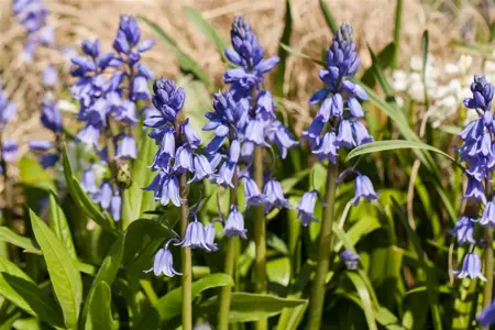 Hyacinthoides hisp. 'Dark Excelsior' - 2 Ltr pot - image 1