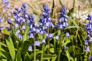 Hyacinthoides hisp. 'Dark Excelsior'