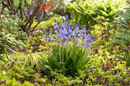 Hyacinthoides hisp. 'Dark Excelsior' - 2 Ltr pot - image 3