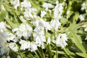 Hyacinthoides hisp. 'White Prosperity'