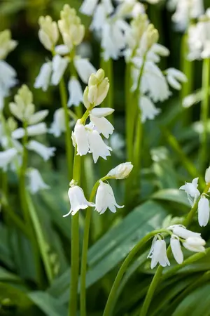 Hyacinthoides hispanica white - flower bulb 8/10 - image 3