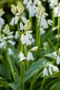 Hyacinthoides hispanica white - flower bulb 8/10 - image 3