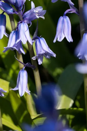 Hyacinthoides hispanica white - flower bulb 8/10 - image 5