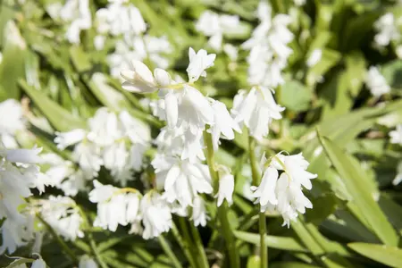 Hyacinthoides hispanica white - flower bulb 8/10 - image 2