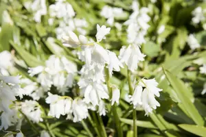 Hyacinthoides hispanica white - flower bulb 8/10 - image 2