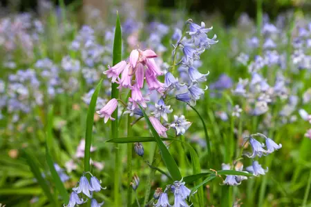 Hyacinthoides hispanica white - flower bulb 8/10 - image 4