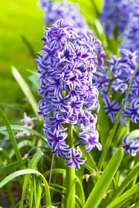 Hyacinthus 'Blue Jacket'