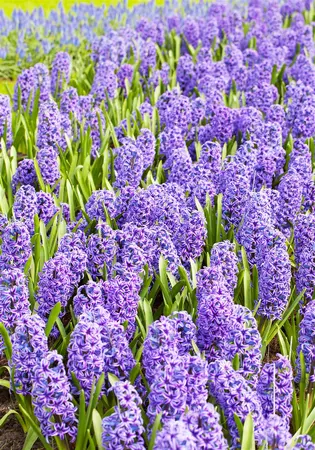 Hyacinthus 'Blue Jacket' - flower bulb 14/16 - image 3