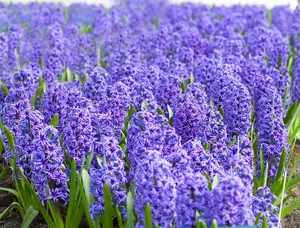 Hyacinthus 'Blue Jacket' - flower bulb 14/16 - image 2