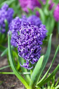 Hyacinthus 'Blue Pearl'