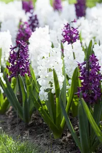 Hyacinthus 'Carnegie'