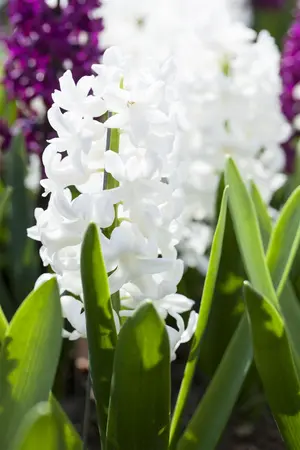 Hyacinthus 'Carnegie' - flower bulb 14/16 - image 2