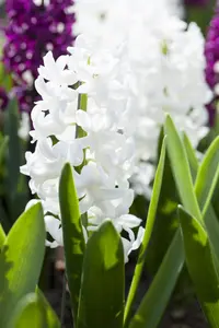 Hyacinthus 'Carnegie' - flower bulb 14/16 - image 2