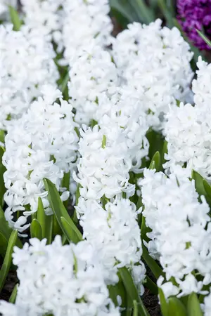 Hyacinthus 'Carnegie' - flower bulb 14/16 - image 3