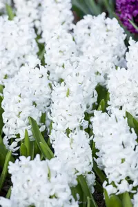 Hyacinthus 'Carnegie' - flower bulb 14/16 - image 3