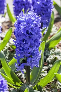 Hyacinthus 'Delft's Blue'