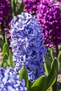 Hyacinthus 'Delft's Blue' - flower bulb 14/16 - image 2