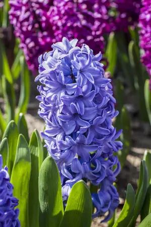 Hyacinthus 'Delft's Blue' - flower bulb 14/16 - image 3