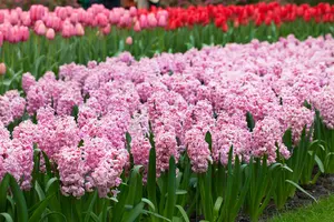 Hyacinthus 'Fondant'