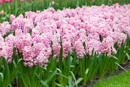 Hyacinthus 'Fondant' - flower bulb 14/16 - image 2