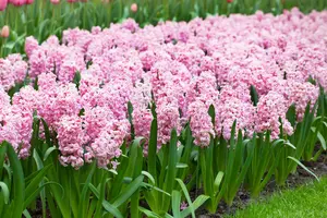 Hyacinthus 'Fondant' - flower bulb 14/16 - image 2