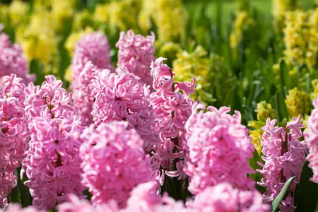 Hyacinthus 'Fondant' - flower bulb 14/16 - image 3
