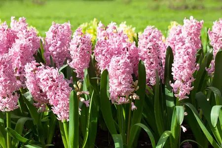 Hyacinthus 'Fondant' - flower bulb 14/16 - image 5
