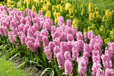 Hyacinthus 'Fondant' - flower bulb 14/16 - image 4