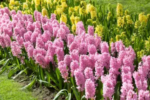 Hyacinthus 'Fondant' - flower bulb 14/16 - image 4