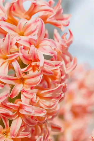 Hyacinthus 'Gipsy Queen' - flower bulb 14/16 - image 3