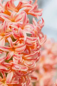 Hyacinthus 'Gipsy Queen' - flower bulb 14/16 - image 3