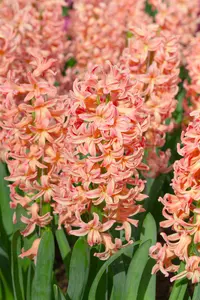 Hyacinthus 'Gipsy Queen' - flower bulb 14/16 - image 4