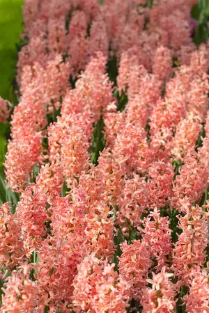 Hyacinthus 'Gipsy Queen' - flower bulb 14/16 - image 5