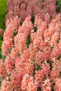 Hyacinthus 'Gipsy Queen' - flower bulb 14/16 - image 5
