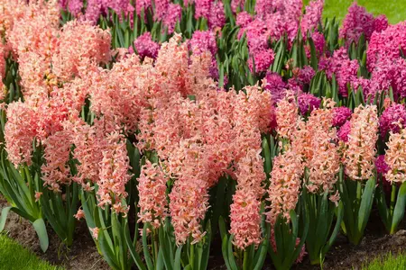 Hyacinthus 'Gipsy Queen' - flower bulb 14/16 - image 2