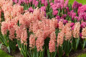 Hyacinthus 'Gipsy Queen' - flower bulb 14/16 - image 2