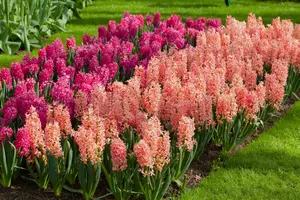 Hyacinthus 'Gipsy Queen'