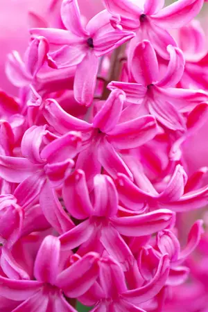Hyacinthus 'Jan Bos' - flower bulb 14/16 - image 3