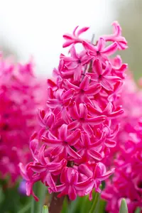 Hyacinthus 'Jan Bos' - flower bulb 14/16 - image 4