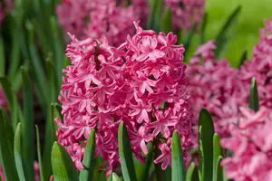 Hyacinthus 'Jan Bos'