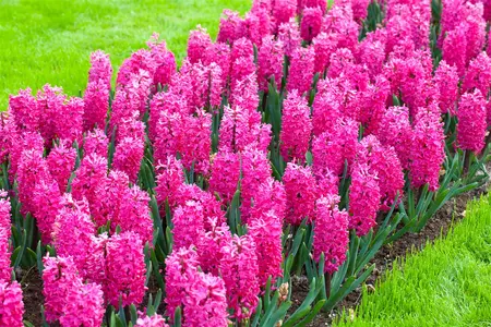 Hyacinthus 'Jan Bos' - flower bulb 14/16 - image 2