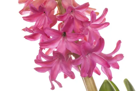 Hyacinthus 'Jan Bos' - flower bulb 14/16 - image 5